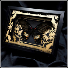 Load image into Gallery viewer, Papilio Memnon Antiquity Frame
