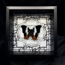 Load image into Gallery viewer, Palla Violinitens Shadow Box Frame
