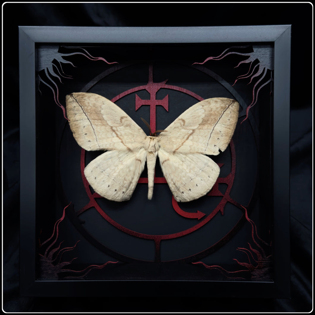 Eupterote asclepiades Lilith Sigil Frame