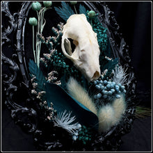 Load image into Gallery viewer, Erinaceinae Skull on Antique Frame
