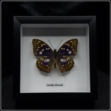 Load image into Gallery viewer, Sasakia charonda Butterfly Frame
