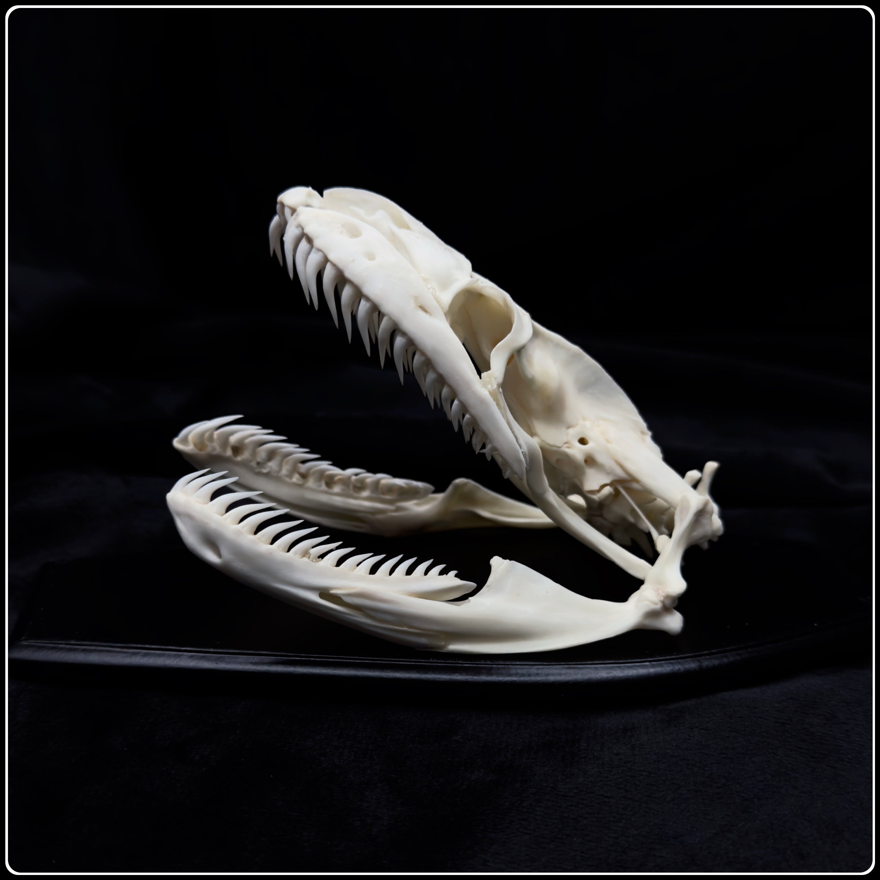 Rock Python Skull Indian Rock Python Skull – Into The Black