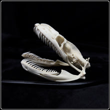 Load image into Gallery viewer, Indian Rock Python Skull
