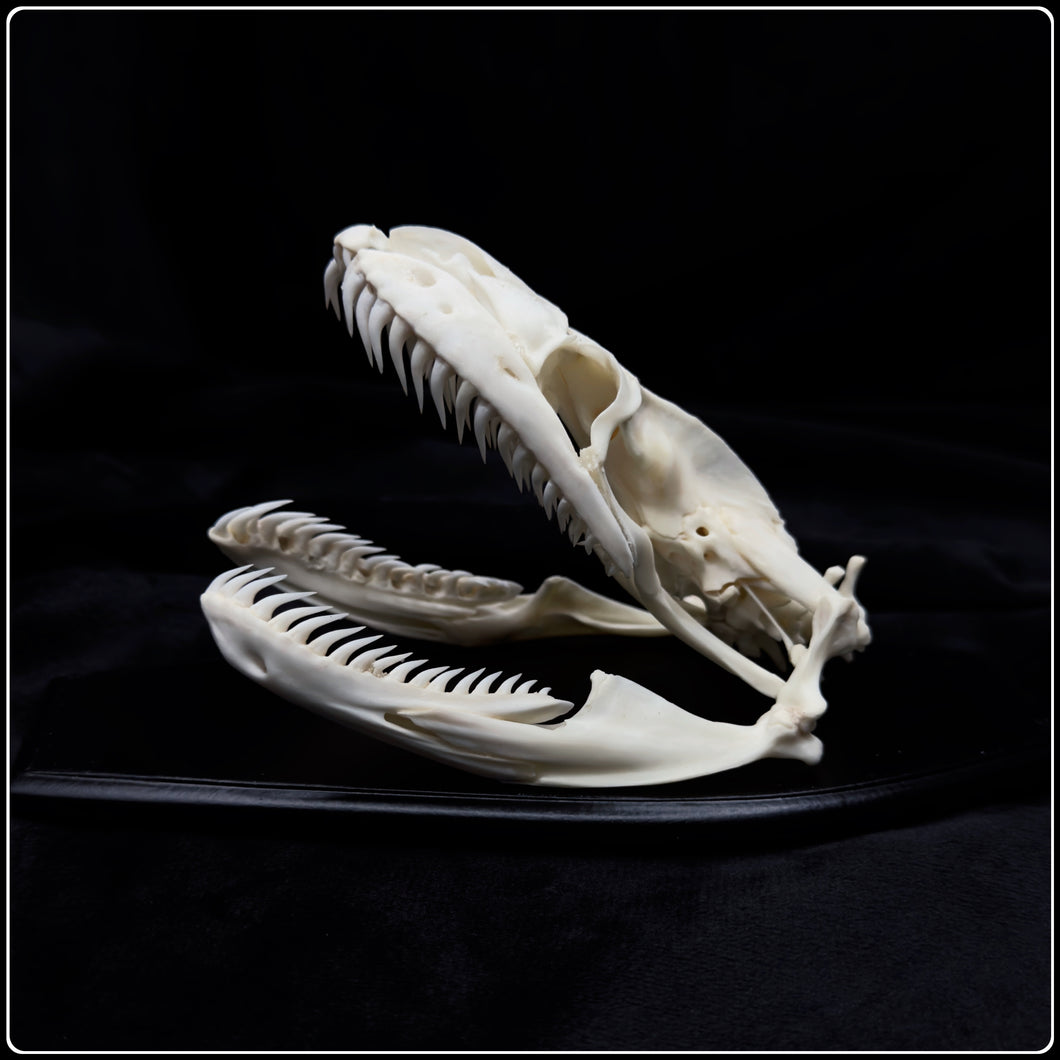 Indian Rock Python Skull