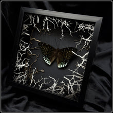 Load image into Gallery viewer, Dicchoragia ninus Wildwood Frame
