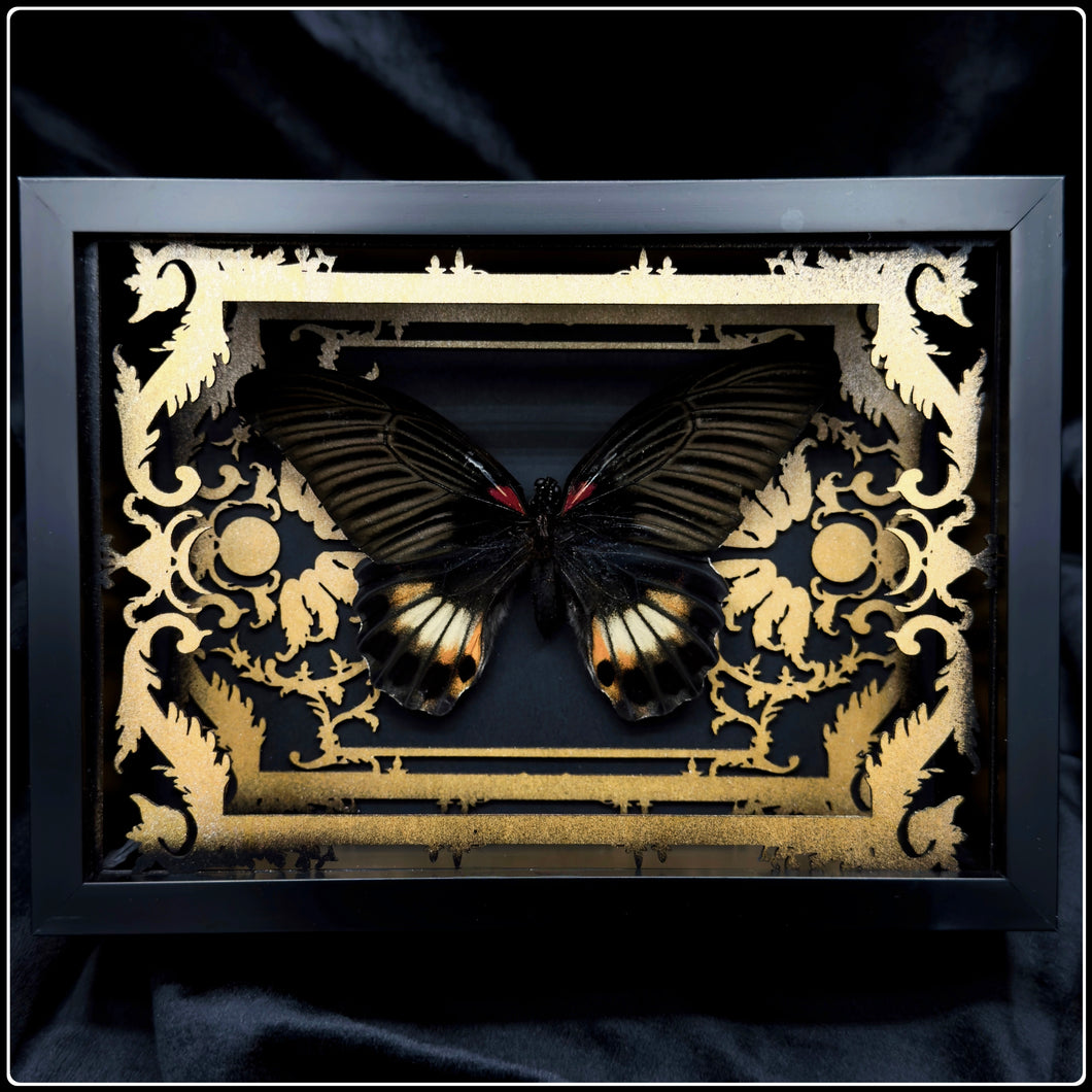 Papilio Memnon Antiquity Frame