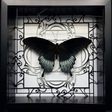 Load image into Gallery viewer, Papilio Memnon Shadow Box Frame
