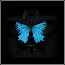 Load image into Gallery viewer, Papilio ulysses Butterfly &amp; Crescent Moon Frame
