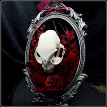 Load image into Gallery viewer, Felis Catus Skull on Antique Frame
