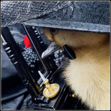 Load image into Gallery viewer, Victorian Mourning Duckling - ‘Lady Vanity’
