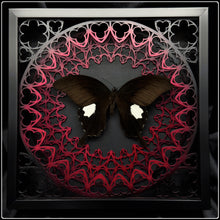 Load image into Gallery viewer, Papilio Sataspes Sanctum Frame
