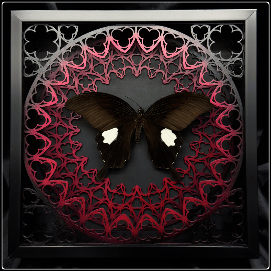 Papilio Sataspes Sanctum Frame