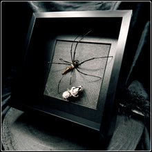 Load image into Gallery viewer, Golden Orb Weaving Spider on Preserved Web
