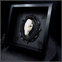 Load image into Gallery viewer, Guinea Pig Skull on Gothic Frame
