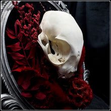 Load image into Gallery viewer, Felis Catus Skull on Antique Frame
