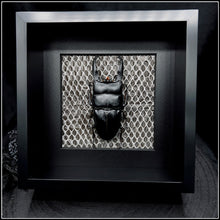 Load image into Gallery viewer, Giant Long Horn Stag Beetle &amp; Snake Skin Frame
