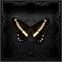 Load image into Gallery viewer, Papilio gallienus Art Deco Frame
