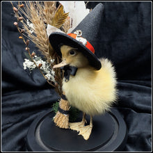 Load image into Gallery viewer, Witch Duckling - ‘Hazel’
