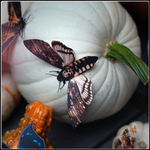 Load image into Gallery viewer, ‘Owl’ Halloween Moth Set
