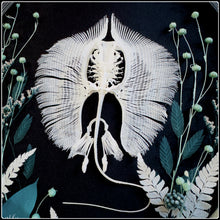 Load image into Gallery viewer, Stingray Skeleton in Antique Convex Glass Frame
