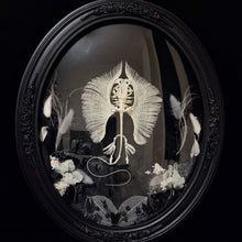 Load image into Gallery viewer, Stingray Skeleton in Antique Convex Glass Frame
