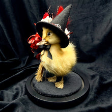 Load image into Gallery viewer, Witch Duckling - ‘Salem’
