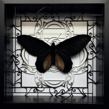 Load image into Gallery viewer, Atrophaneura dixoni Shadow Box Frame
