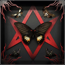 Load image into Gallery viewer, Papilio memnon, Planthopper and Bee Unicursal Hexagram Frame
