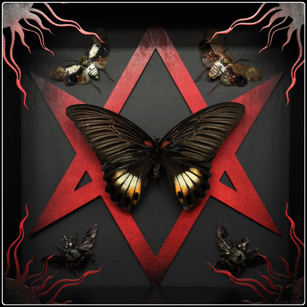 Papilio memnon, Planthopper and Bee Unicursal Hexagram Frame