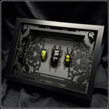 Load image into Gallery viewer, Beetle Trio Antiquity Frame
