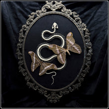 Load image into Gallery viewer, Snake Skeleton &amp; Samia insularis Moths in Antique Frame
