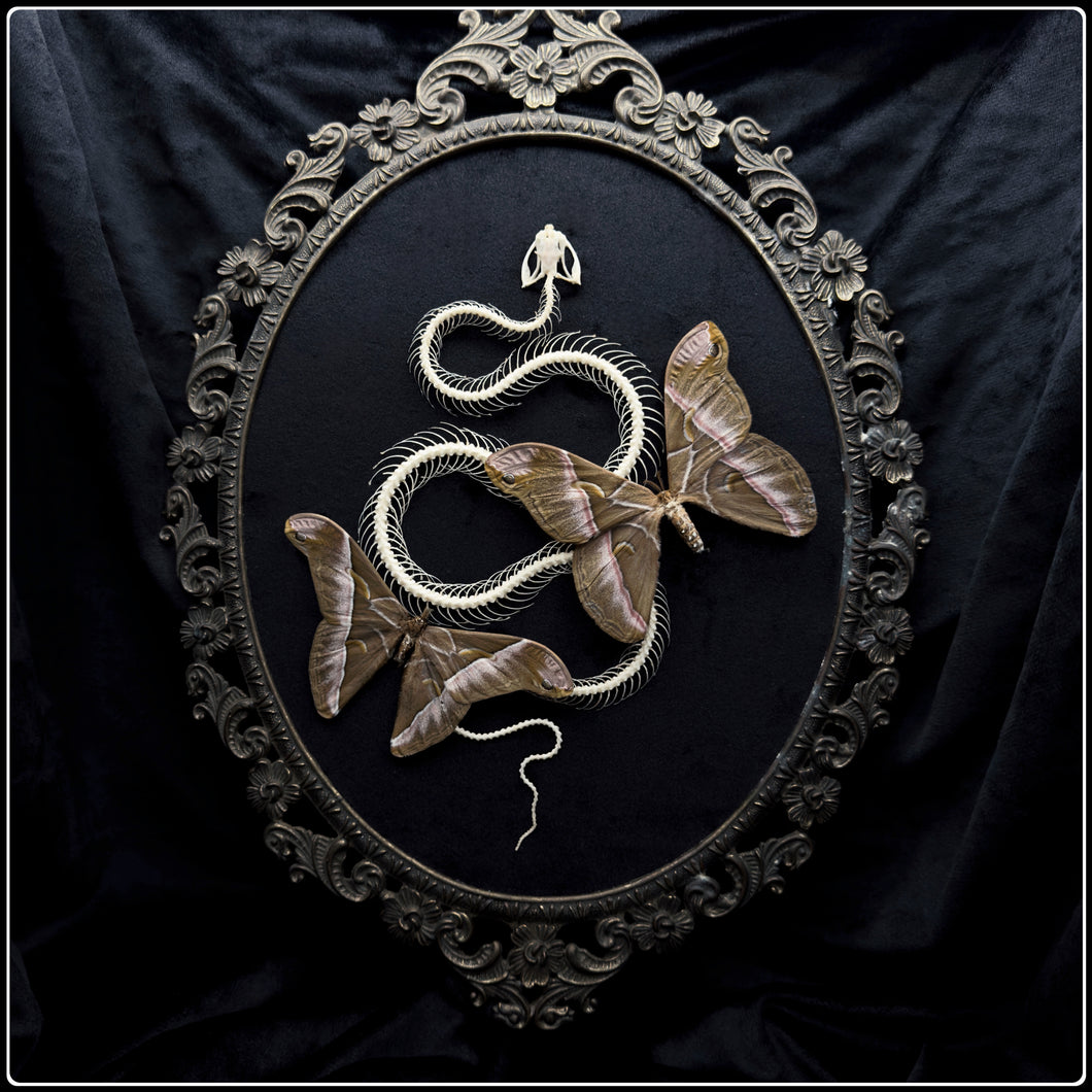 Snake Skeleton & Samia insularis Moths in Antique Frame