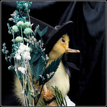 Load image into Gallery viewer, Witch Duckling - ‘Clarice’
