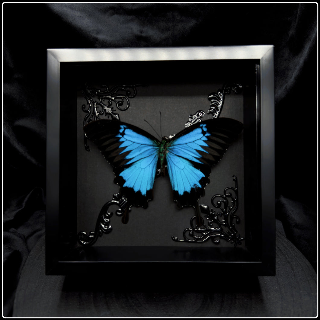 Papilio Ulysses Frame