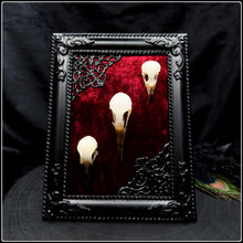 Load image into Gallery viewer, Trio of Bird Skulls
