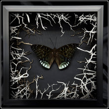 Load image into Gallery viewer, Dicchoragia ninus Wildwood Frame
