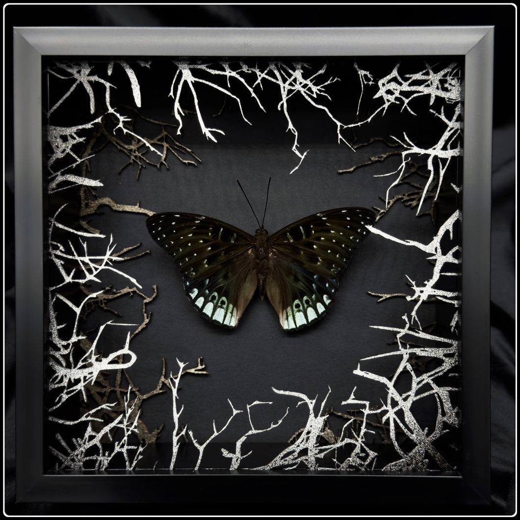 Dicchoragia ninus Wildwood Frame