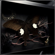 Load image into Gallery viewer, Papilio sataspes sataspes Butterfly Frame
