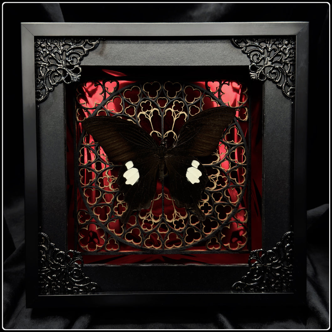 Papilio sataspes Sanctum Frame