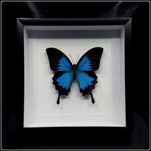 Load image into Gallery viewer, Papilio Ulysses Butterfly Frame
