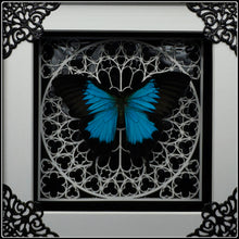 Load image into Gallery viewer, Papilio ulysses White Sanctum Frame
