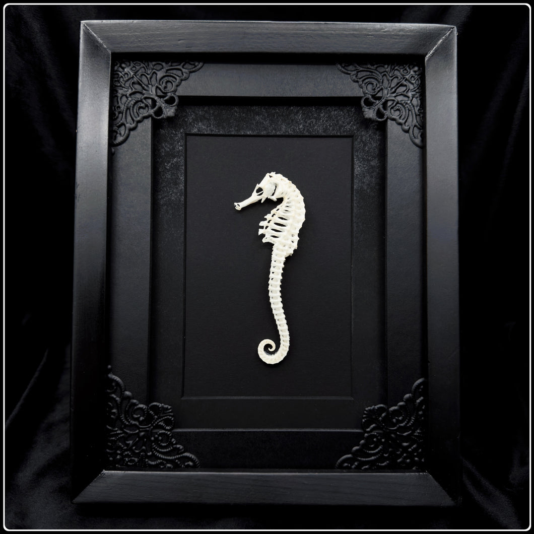 Seahorse Skeleton Frame