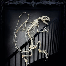 Load image into Gallery viewer, Nosferatu Lacerta Agama Shadow Box Frame
