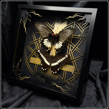 Load image into Gallery viewer, Papilio Butterfly Pair Exaltus Frame
