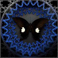 Load image into Gallery viewer, Papilio sataspes Sanctum Frame
