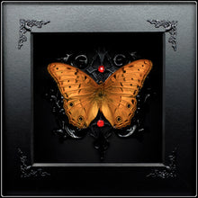 Load image into Gallery viewer, Vindula arsinoe Butterfly Shadow Box
