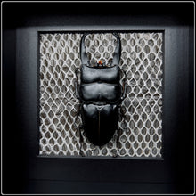 Load image into Gallery viewer, Giant Long Horn Stag Beetle &amp; Snake Skin Frame
