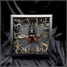 Load image into Gallery viewer, Hexarthrius parryi paradox Wildwood Frame
