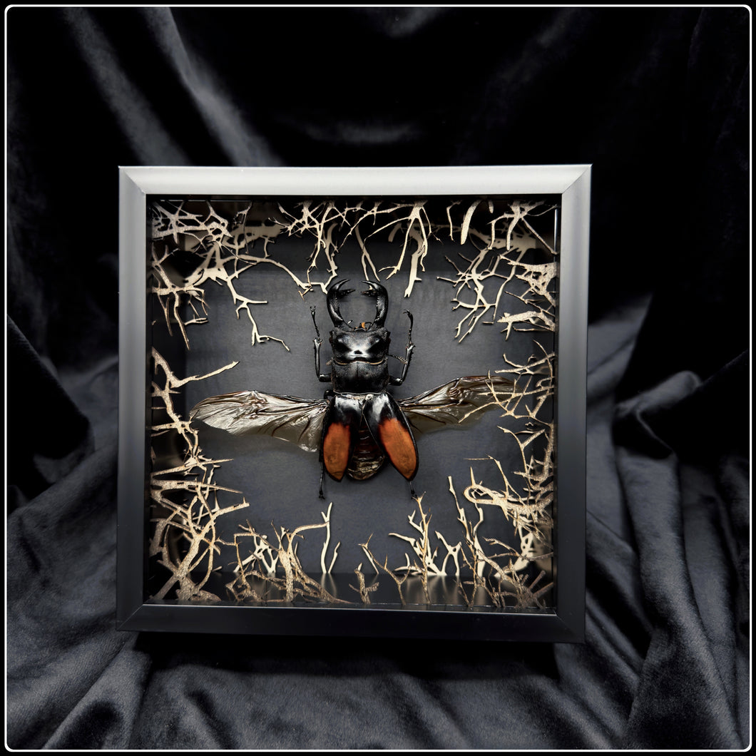 Hexarthrius parryi paradox Wildwood Frame