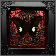 Load image into Gallery viewer, Papilio sataspes Sanctum Frame
